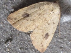 Anachrostis nigripunctalis
