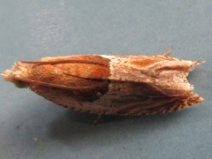Ancylis comptana