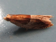 Ancylis comptana
