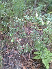 Grevillea mucronulata