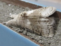 Calliteara pseudabietis