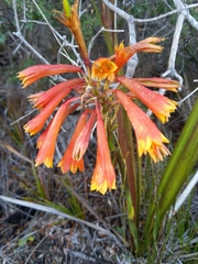 Blandfordia punicea