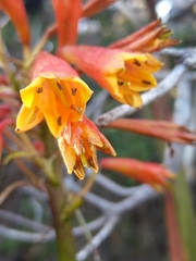 Blandfordia punicea