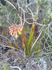 Blandfordia punicea
