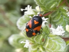 Deraeocoris schach