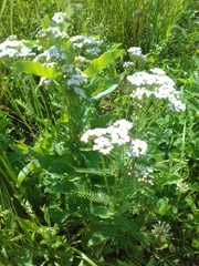 Achillea millefolium