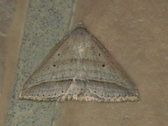 Loxioda hampsoni