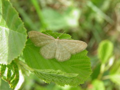 Idaea pallidata