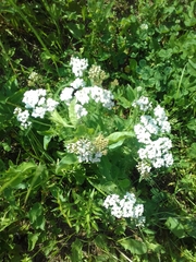 Achillea millefolium