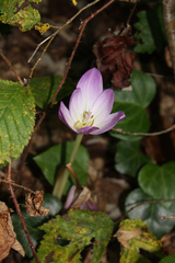 Colchicum speciosum