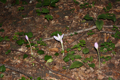 Colchicum speciosum