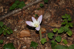 Colchicum speciosum