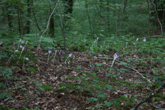 Colchicum speciosum