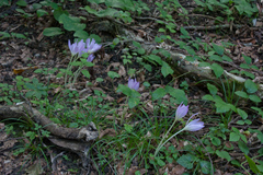 Colchicum speciosum