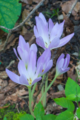 Colchicum speciosum