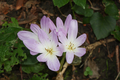 Colchicum speciosum
