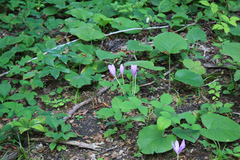 Colchicum speciosum