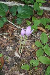 Colchicum speciosum