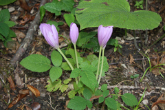 Colchicum speciosum