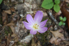 Colchicum speciosum