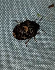 Stethaulax marmorata