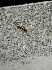 Thereuonema tuberculata