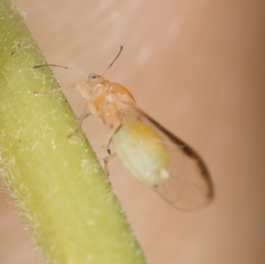 Bactericera minuta