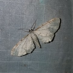 Eupithecia cretaceata