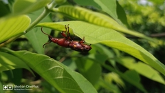 Arrhenodini