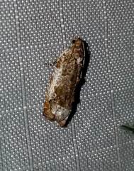 Proteoteras naracana
