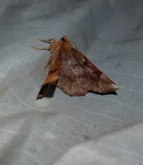 Metarranthis hypochraria