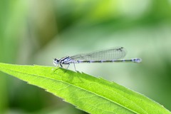 Coenagrion