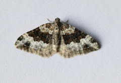 Epirrhoe galiata
