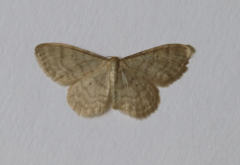 Idaea dilutaria
