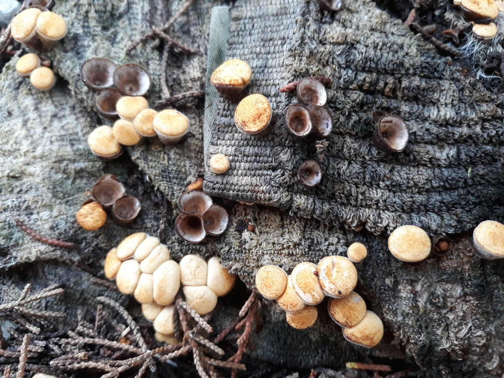 common bird's nest fungus from Kaitaia, New Zealand on June 11, 2020 at