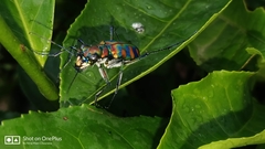 Cicindela octonotata