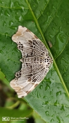 Achrosis pyrrhularia
