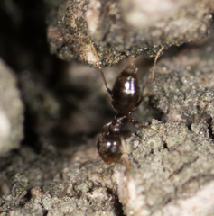 Brachymyrmex patagonicus