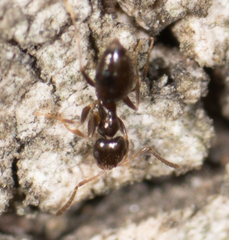 Brachymyrmex patagonicus