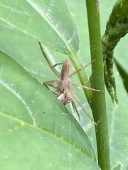 Pisaurina
