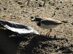 Charadrius dubius