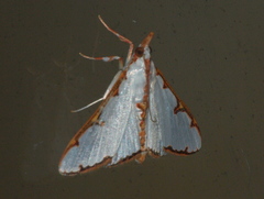 Cirrhochrista aetherialis