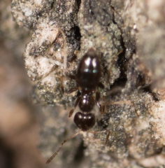 Brachymyrmex patagonicus