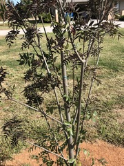 Fraxinus angustifolia oxycarpa