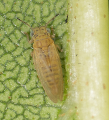 Blastopsylla occidentalis