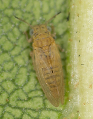 Blastopsylla occidentalis