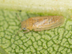 Blastopsylla occidentalis