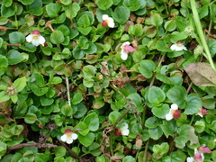 Torenia polygonoides