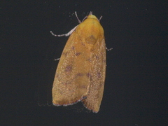 Earias luteolaria
