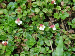 Torenia polygonoides